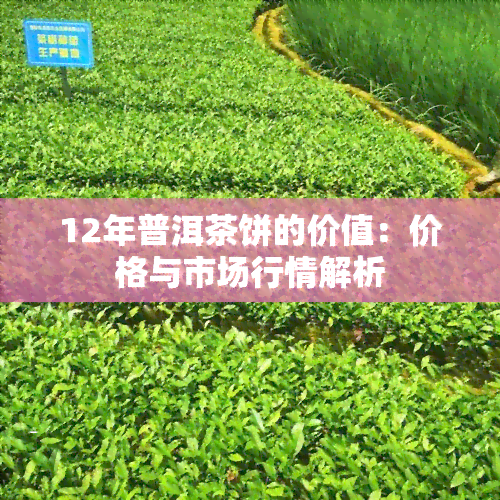 12年普洱茶饼的价值：价格与市场行情解析