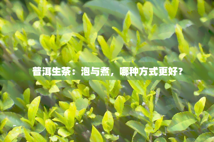 普洱生茶：泡与煮，哪种方式更好？