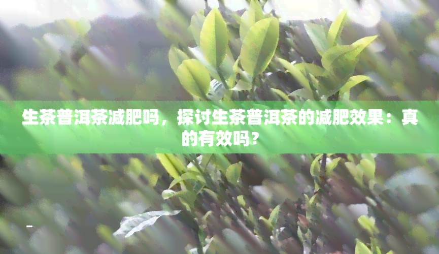 生茶普洱茶减肥吗，探讨生茶普洱茶的减肥效果：真的有效吗？