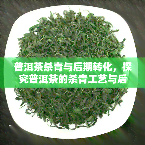 普洱茶杀青与后期转化，探究普洱茶的杀青工艺与后期转化对品质的影响