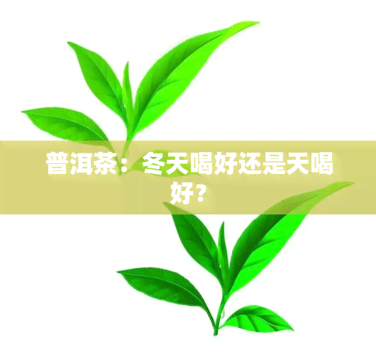 普洱茶：冬天喝好还是天喝好？