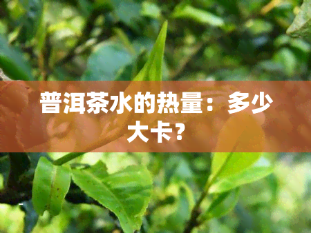 普洱茶水的热量：多少大卡？