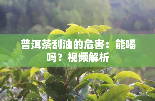 普洱茶刮油的危害：能喝吗？视频解析