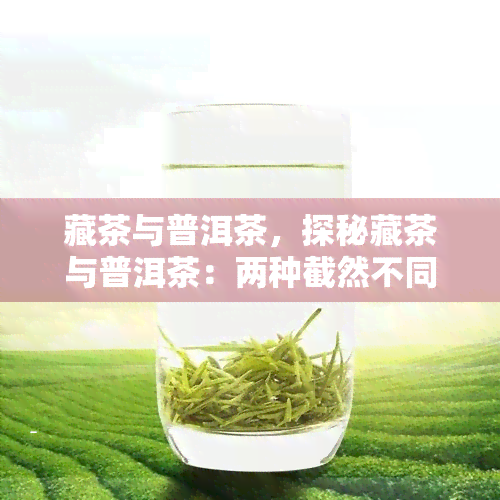 藏茶与普洱茶，探秘藏茶与普洱茶：两种截然不同的中国茶文化