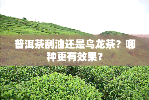 普洱茶刮油还是乌龙茶？哪种更有效果？