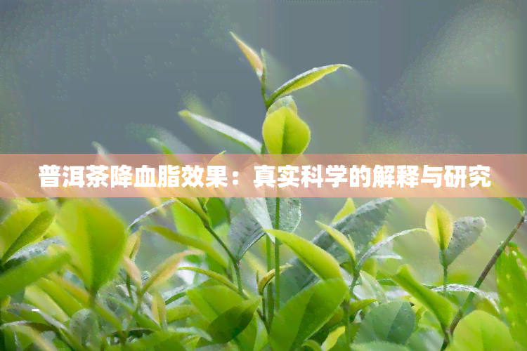 普洱茶降血脂效果：真实科学的解释与研究