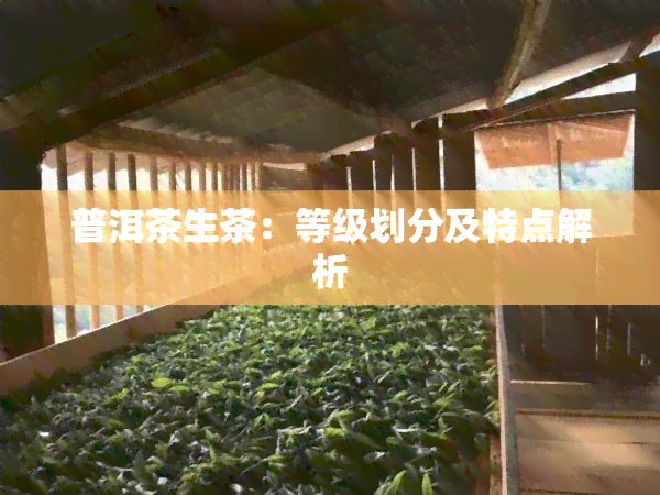 普洱茶生茶：等级划分及特点解析