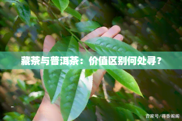 藏茶与普洱茶：价值区别何处寻？