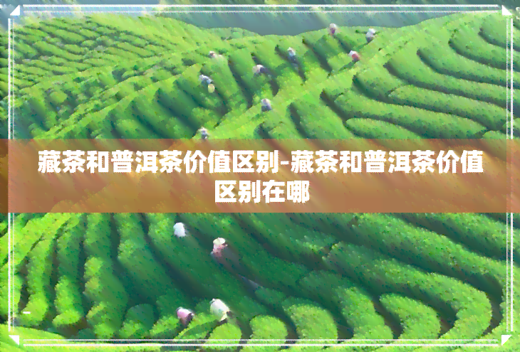 藏茶和普洱茶价值区别-藏茶和普洱茶价值区别在哪