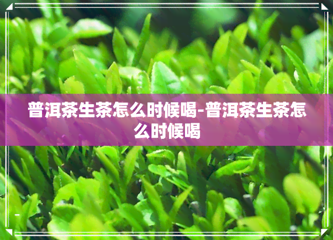 普洱茶生茶怎么时候喝-普洱茶生茶怎么时候喝