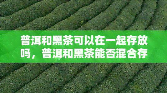 普洱和黑茶可以在一起存放吗，普洱和黑茶能否混合存放？一份全面的解答