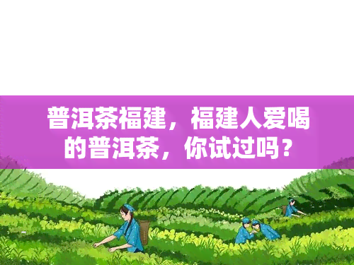 普洱茶福建，福建人爱喝的普洱茶，你试过吗？