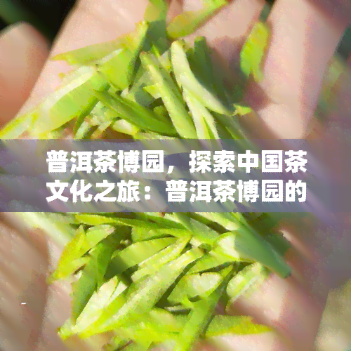 普洱茶博园，探索中国茶文化之旅：普洱茶博园的精彩体验