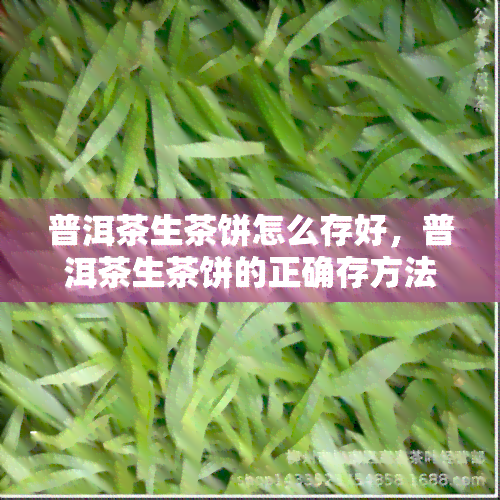 普洱茶生茶饼怎么存好，普洱茶生茶饼的正确存方法