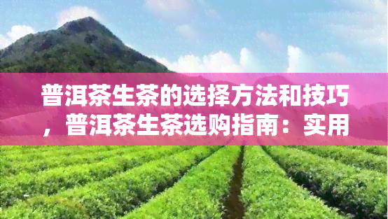 普洱茶生茶的选择方法和技巧，普洱茶生茶选购指南：实用技巧与方法