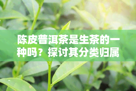 陈皮普洱茶是生茶的一种吗？探讨其分类归属