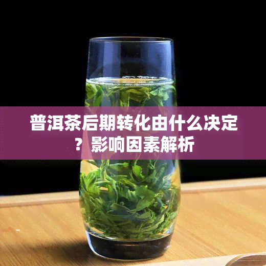 普洱茶后期转化由什么决定？影响因素解析