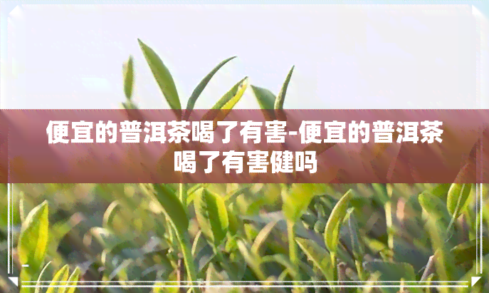 便宜的普洱茶喝了有害-便宜的普洱茶喝了有害健吗