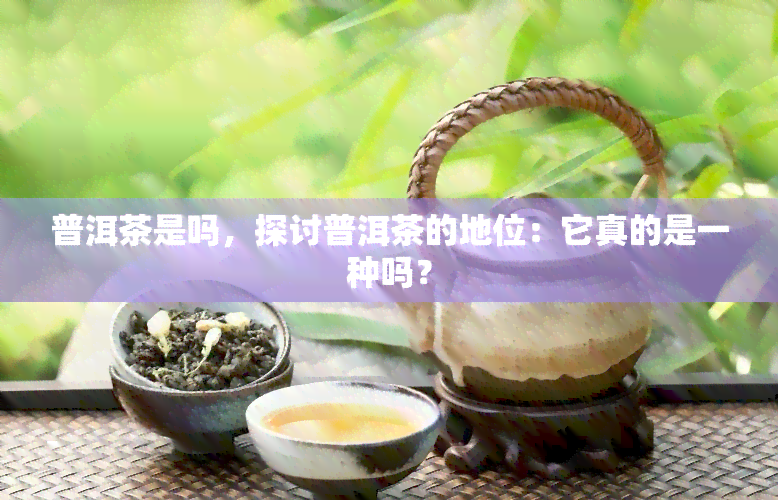 普洱茶是吗，探讨普洱茶的地位：它真的是一种吗？