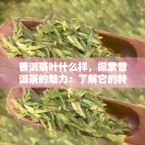 普洱茶叶什么样，探索普洱茶的魅力：了解它的特性和外观