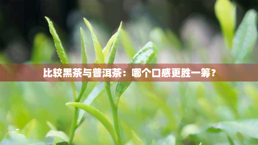 比较黑茶与普洱茶：哪个口感更胜一筹？