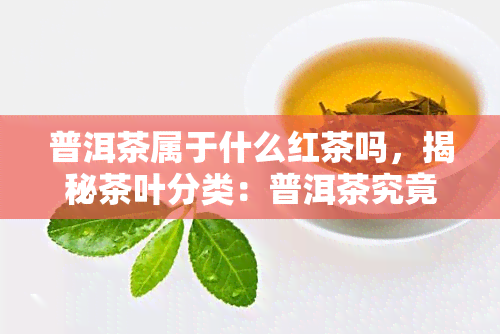 普洱茶属于什么红茶吗，揭秘茶叶分类：普洱茶究竟属于哪种类型的红茶？