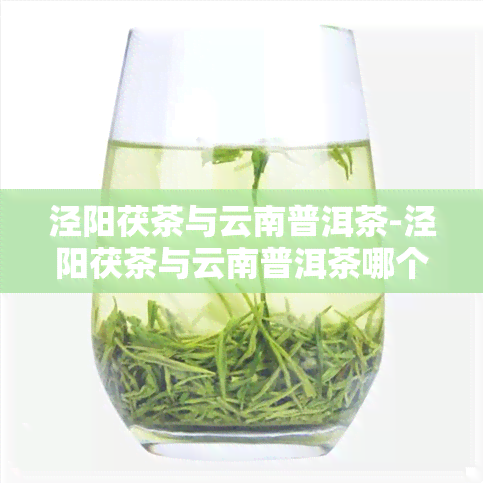 泾阳茯茶与云南普洱茶-泾阳茯茶与云南普洱茶哪个好