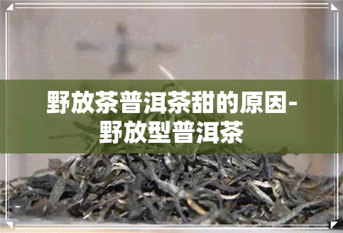 野放茶普洱茶甜的原因-野放型普洱茶