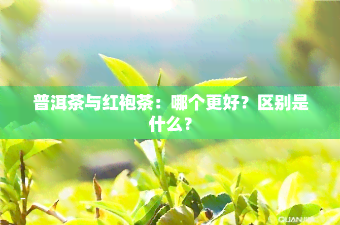 普洱茶与红袍茶：哪个更好？区别是什么？