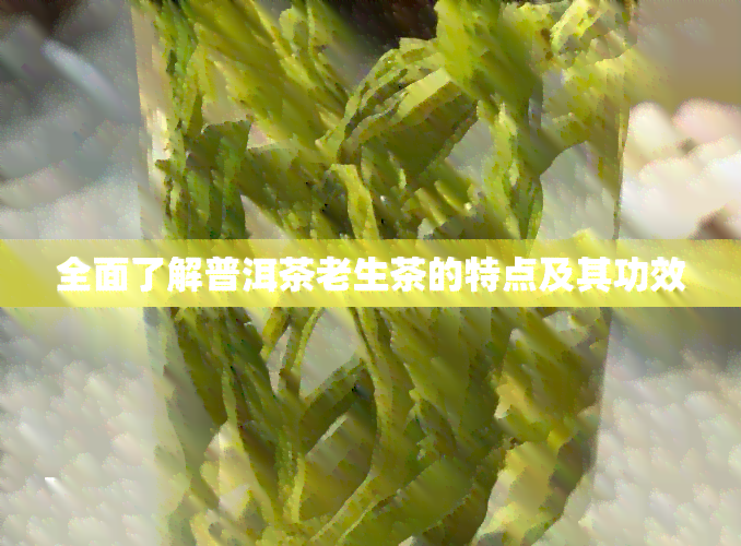 全面了解普洱茶老生茶的特点及其功效