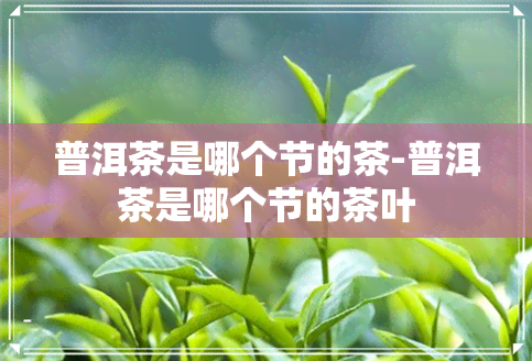 普洱茶是哪个节的茶-普洱茶是哪个节的茶叶