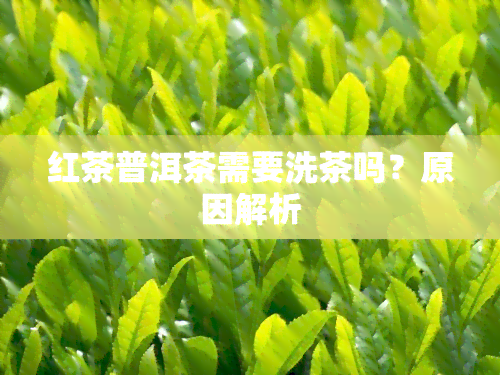 红茶普洱茶需要洗茶吗？原因解析