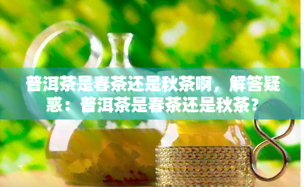 普洱茶是春茶还是秋茶啊，解答疑惑：普洱茶是春茶还是秋茶？