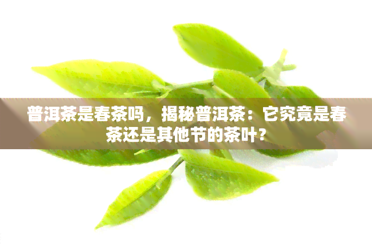 普洱茶是春茶吗，揭秘普洱茶：它究竟是春茶还是其他节的茶叶？