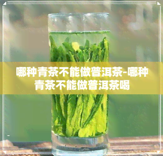 哪种青茶不能做普洱茶-哪种青茶不能做普洱茶喝