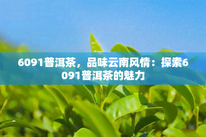 6091普洱茶，品味云南风情：探索6091普洱茶的魅力