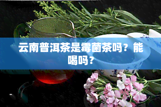 云南普洱茶是霉菌茶吗？能喝吗？