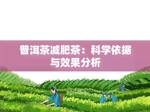 普洱茶减肥茶：科学依据与效果分析