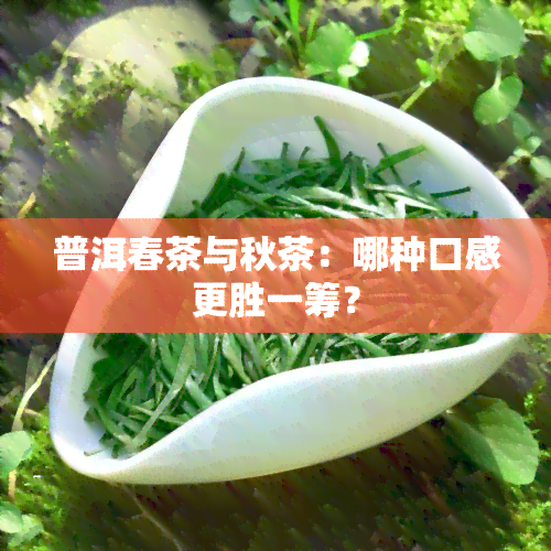 普洱春茶与秋茶：哪种口感更胜一筹？