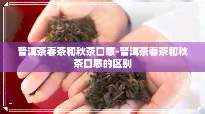 普洱茶春茶和秋茶口感-普洱茶春茶和秋茶口感的区别