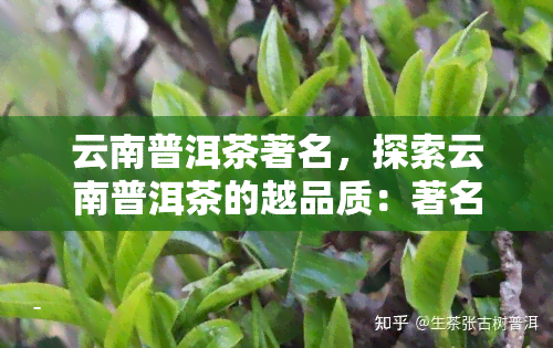 云南普洱茶著名，探索云南普洱茶的越品质：著名的精选推荐