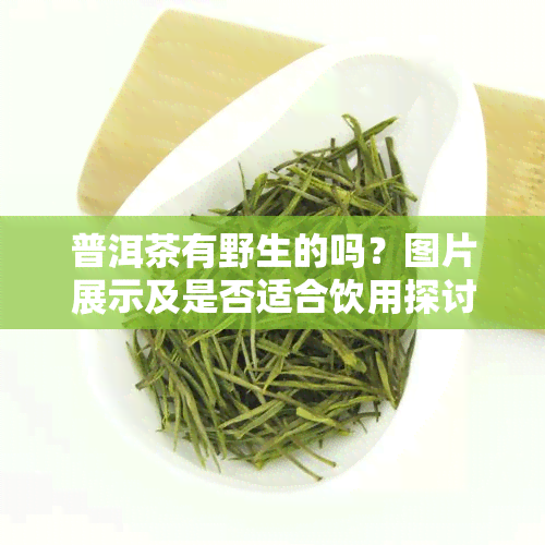 普洱茶有野生的吗？图片展示及是否适合饮用探讨