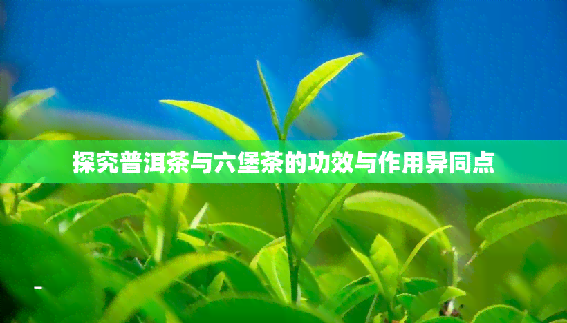 探究普洱茶与六堡茶的功效与作用异同点