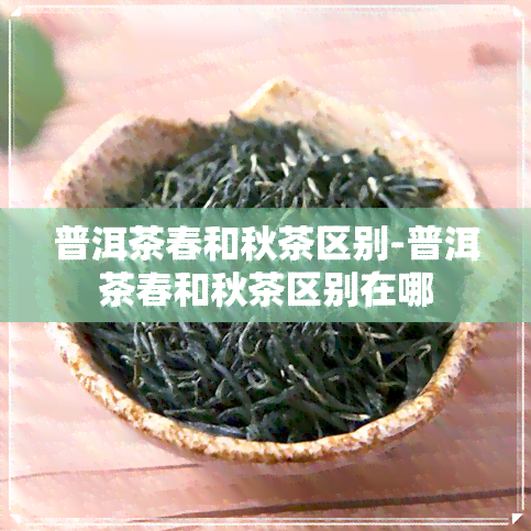 普洱茶春和秋茶区别-普洱茶春和秋茶区别在哪