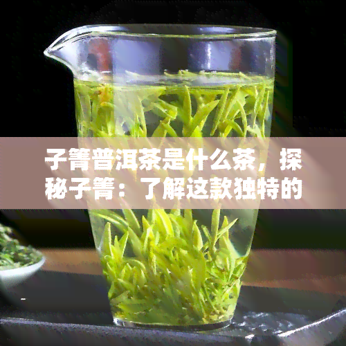 子箐普洱茶是什么茶，探秘子箐：了解这款独特的普洱茶