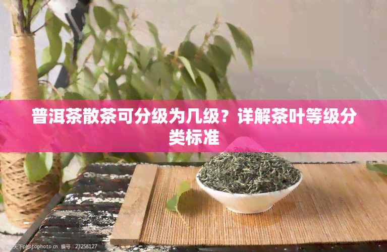 普洱茶散茶可分级为几级？详解茶叶等级分类标准