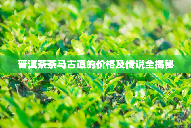 普洱茶茶马古道的价格及传说全揭秘