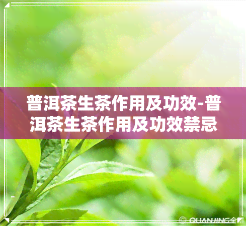 普洱茶生茶作用及功效-普洱茶生茶作用及功效禁忌