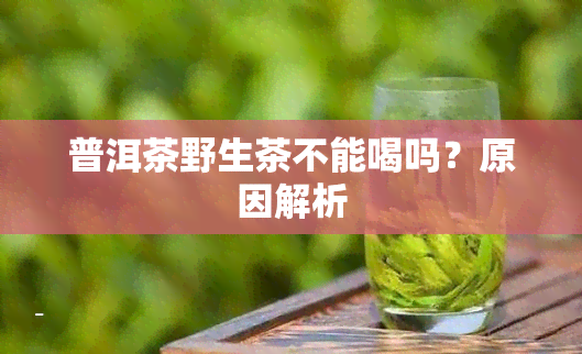 普洱茶野生茶不能喝吗？原因解析