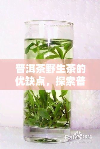 普洱茶野生茶的优缺点，探索普洱茶野生茶：优缺点全解析